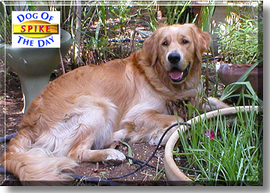 Spike, the Dog of the Day