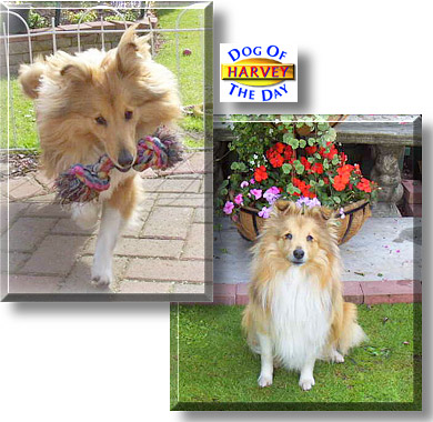 Harvey, the Dog of the Day