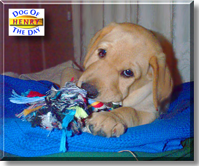 Henry, the Dog of the Day
