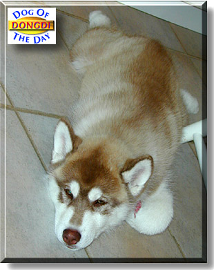 Dongdi, the Dog of the Day