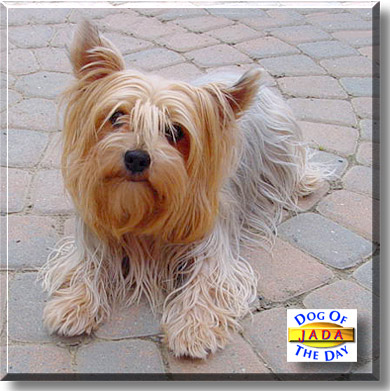 Jada, the Dog of the Day