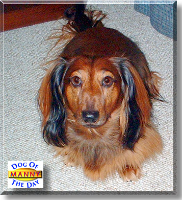 Manny, the Dog of the Day