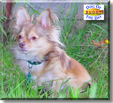 Buddy, the Dog of the Day
