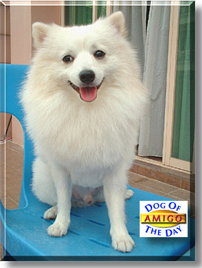 Amigo, the Dog of the Day