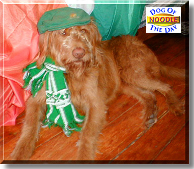 Noodle Kugel, the Dog of the Day