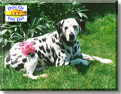 Ivy, the Dog of the Day