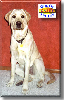 Casey, the Dog of the Day