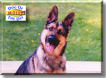 Molly, the Dog of the Day