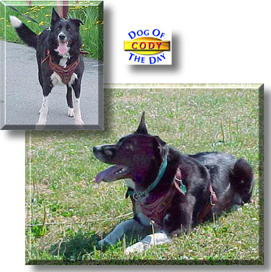 Cody, the Dog of the Day