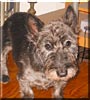 Truman