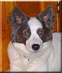 Bugsy