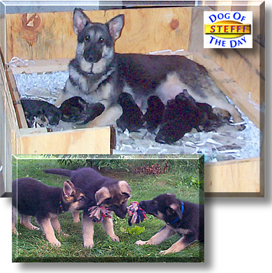 Steffi and Puppies, the Dog of the Day