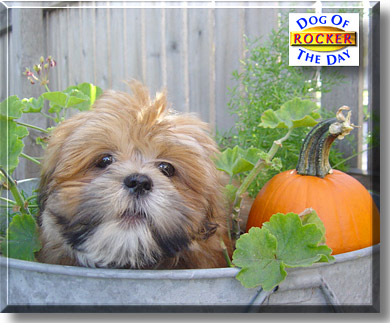 Rocker, the Dog of the Day