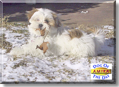 Amika, the Dog of the Day