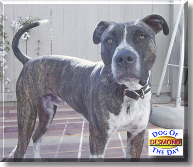 Desmond, the Dog of the Day