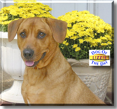 Lizzie, the Dog of the Day