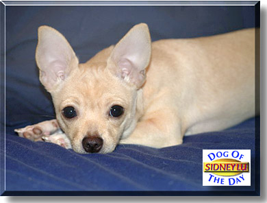 Sidney Lu, the Dog of the Day
