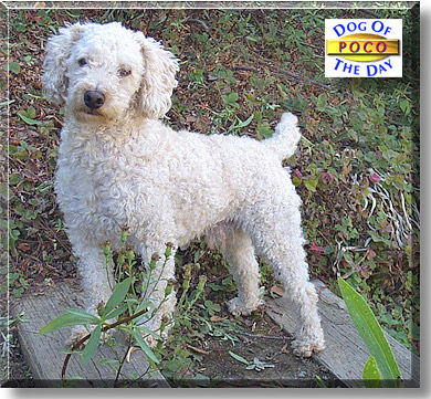 Poco, the Dog of the Day