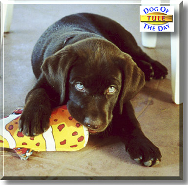 Tule, the Dog of the Day