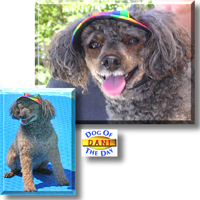 Dani, the Dog of the Day
