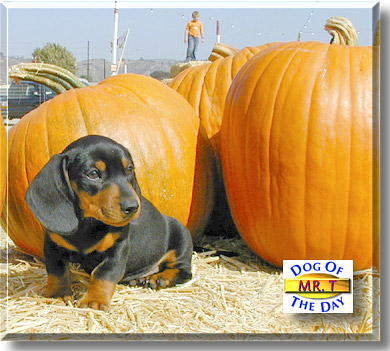 Mr. T, the Dog of the Day