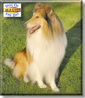Magic, the Dog of the Day