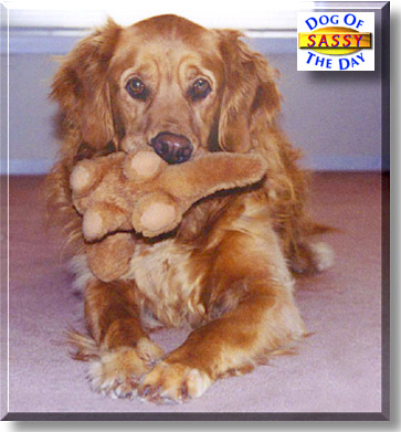Sassy, the Dog of the Day