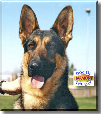 Harmony, the Dog of the Day