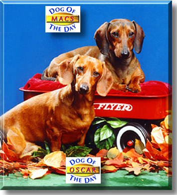 Oscar and Macs, the Dog of the Day