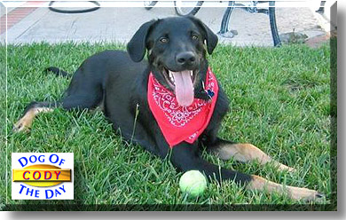Cody, the Dog of the Day