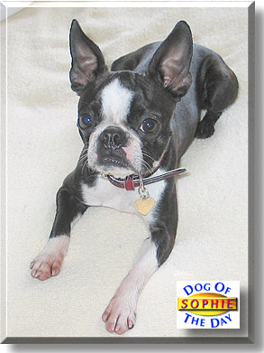 Sophie, the Dog of the Day