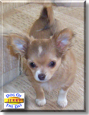 Jerry, the Dog of the Day