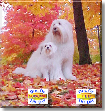 Ted, Nora Jane, the Dog of the Day