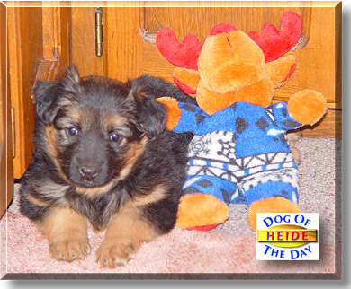 Heide, the Dog of the Day