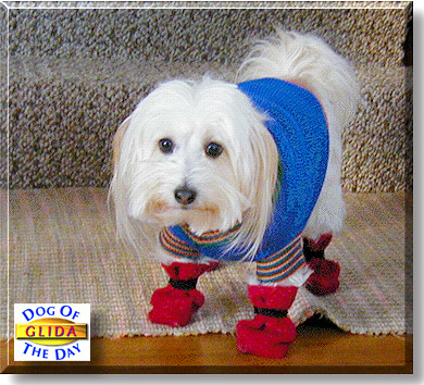 Glida, the Dog of the Day