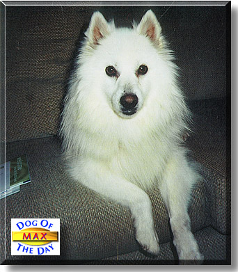 Max, the Dog of the Day
