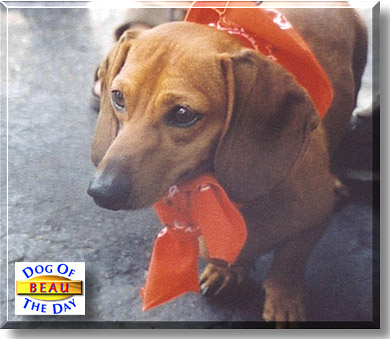 Beau, the Dog of the Day