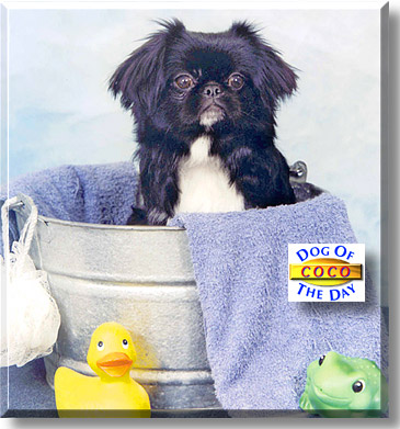 Coco, the Dog of the Day
