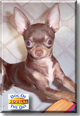 Squirt, the Dog of the Day
