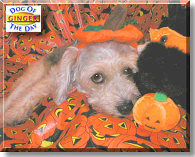 Ginger, the Dog of the Day