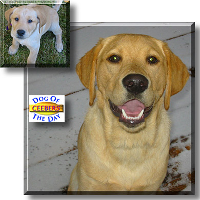 Ceebers, the Dog of the Day