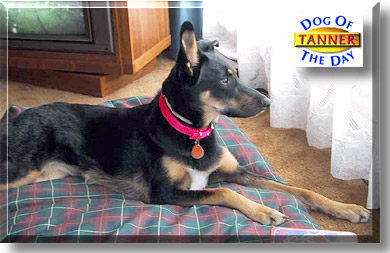 Tanner, the Dog of the Day