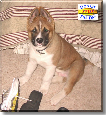 Zeus Sykes Land, the Dog of the Day