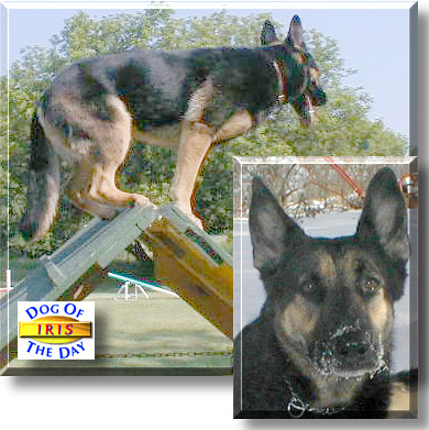 Iris, the Dog of the Day