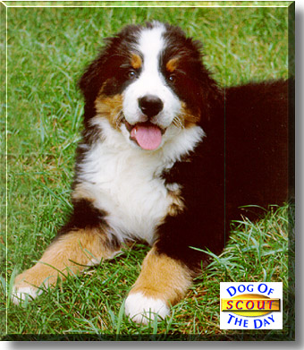 Scout, the Dog of the Day