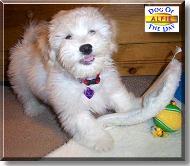 Alfie, the Dog of the Day
