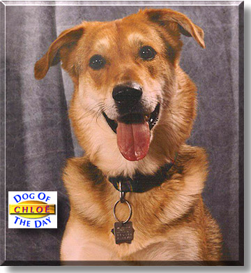Chloë, the Dog of the Day