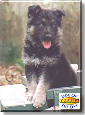 Cassie, the Dog of the Day