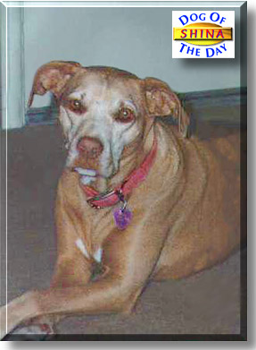 Shina, the Dog of the Day