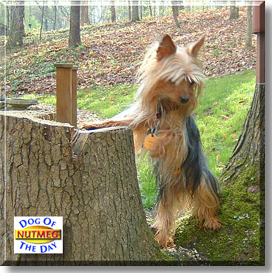 Nutmeg, the Dog of the Day